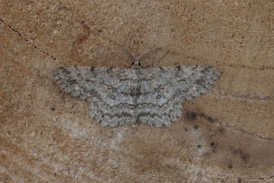 Hypomecis punctinalis - Ringspikkelspanner