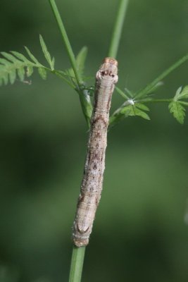 Ectropis crepuscularia - Gewone spikelspanner