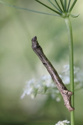 Ectropis crepuscularia - Gewone spikelspanner
