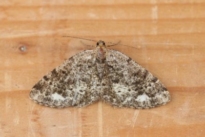 Parectropis similaria - Witvlekspikkelspanner