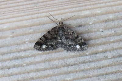 Parectropis similaria - Witvlekspikkelspanner