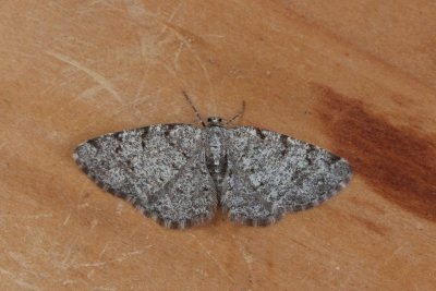 Aethalura punctulata - Berkenspikkelspanner