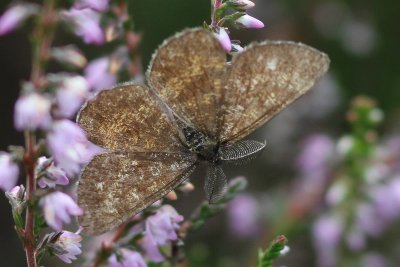 Ematurga atomaria - Gewone Heispanner