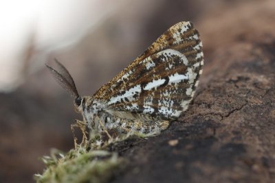 Bupalus piniaria - Dennenspanner