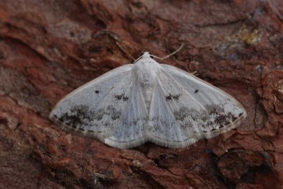 Lomographa temerata  - Witte schaduwspanner