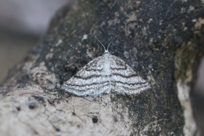 Perconia strigillaria - Gestreepte bremspanner