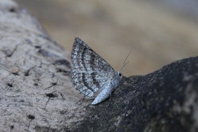 Perconia strigillaria - Gestreepte bremspanner