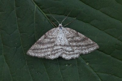 Perconia strigillaria - Gestreepte bremspanner
