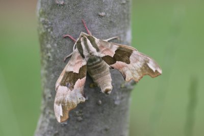 Mimas tiliae  - Lindepijlstaart