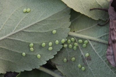 Smerinthus ocellatus - Pauwoogpijlstaart
