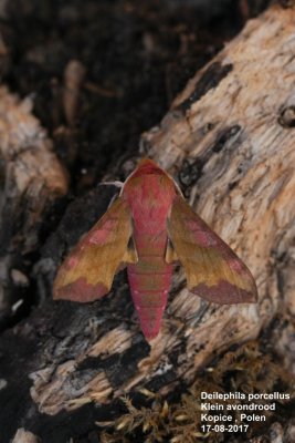 Deilephila porcellus - Klein avondrood