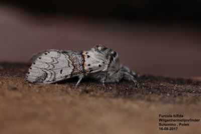 Furcula bifida- Wilgenhermelijnvlinder