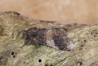Notodonta tritophus - Wilgentandvlinder