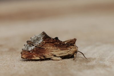 Ptilodon cucullina - Esdoorntandvlinder