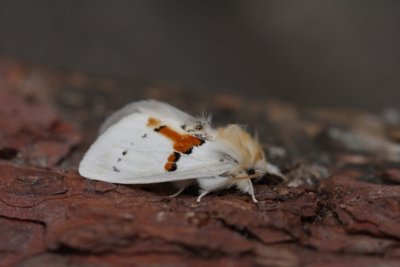 Leucodonta bicoloria - Tweekleurige tandvlinder