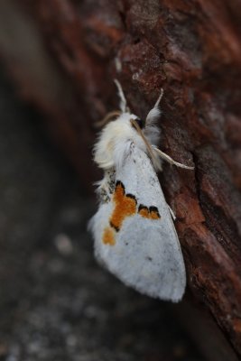 Leucodonta bicoloria - Tweekleurige tandvlinder
