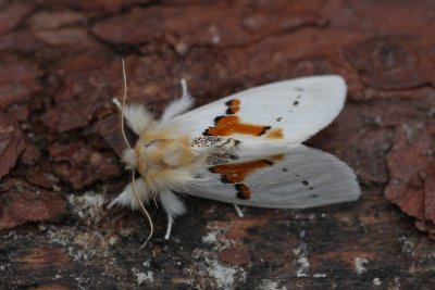Leucodonta bicoloria - Tweekleurige tandvlinder