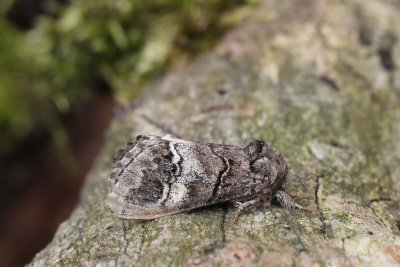 Drymonia querna - Witlijntandvlinder