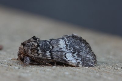 Drymonia ruficornis - Maantandvlinder