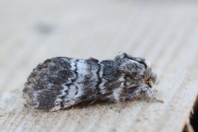 Drymonia ruficornis - Maantandvlinder