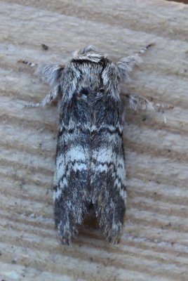 Drymonia ruficornis - Maantandvlinder