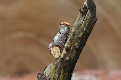 Phalera bucephala - Wapendrager