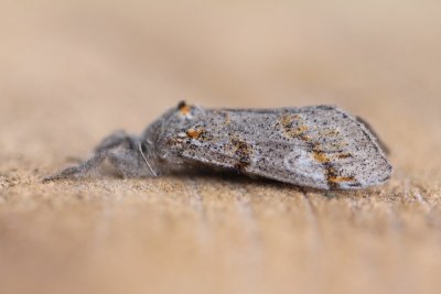 Dicallomera fascelina - Grauwe borstel