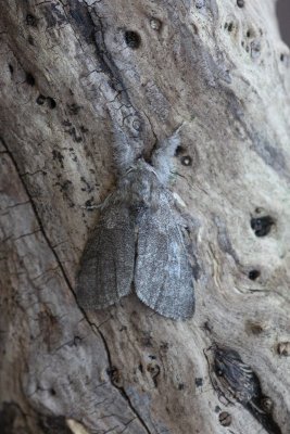 Calliteara pudibunda - Meriansborstel