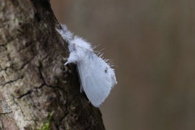 Euproctis similis - Donsvlinder