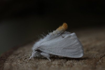 Euproctis similis - Donsvlinder