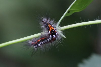 Euproctis similis - Donsvlinder