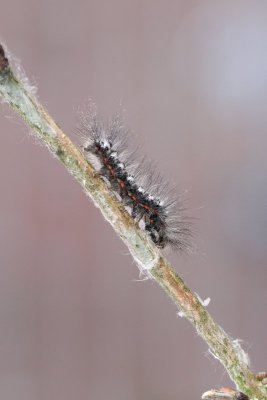 Euproctis similis - Donsvlinder