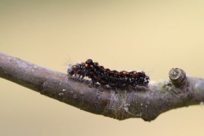 Euproctis similis - Donsvlinder