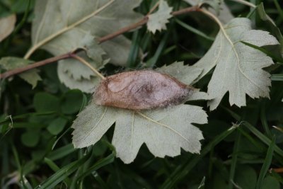 Euproctis similis - Donsvlinder