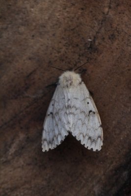 Lymantria dispar - Plakker