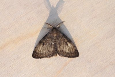 Lymantria dispar - Plakker