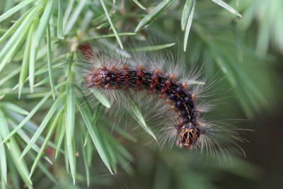 Lymantria dispar  - Plakker   rups 