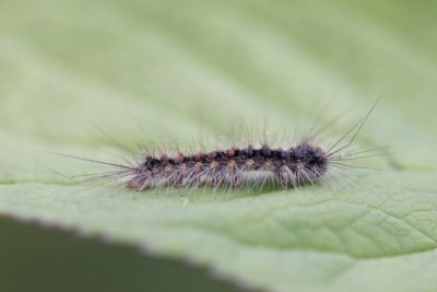 Lymantria dispar  - Plakker   rups 