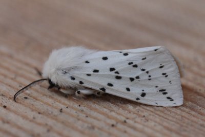 Spilosoma lubricipeda  - Witte tijger