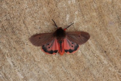 Phragmatobia fuliginosa  - Kleine Beer