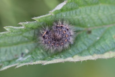Phragmatobia fuliginosa  - Kleine Beer