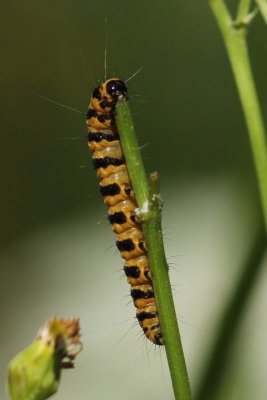 Tyria jacobaeae - Sint-jacobsvlinder