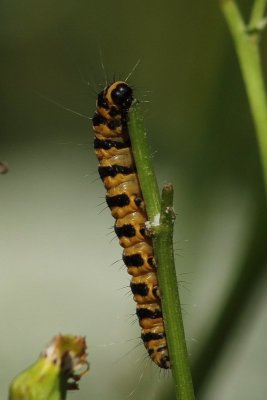 Tyria jacobaeae - Sint-jacobsvlinder