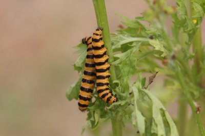 Tyria jacobaeae - Sint-jacobsvlinder