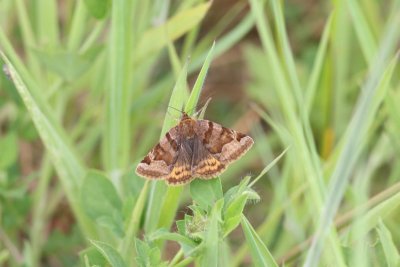 Euclidia glyphica - Bruine daguil