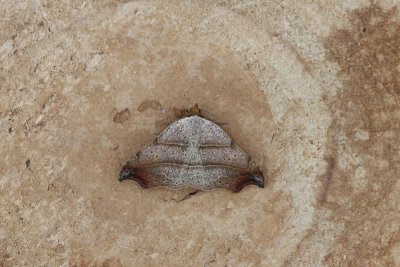 Laspeyria flexula - Bruine sikkeluil