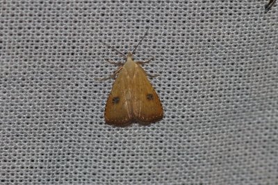 Rivula sericealis - Stro-uiltje