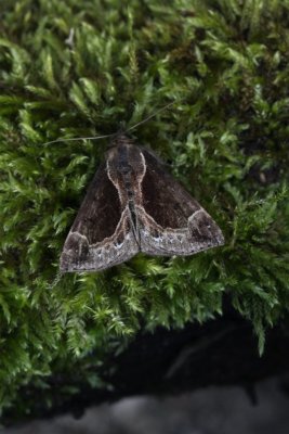 Hypena_crassalis_Bosbessnuituil_.JPG