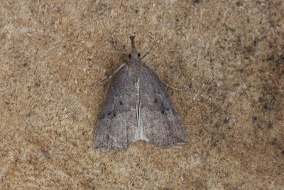 Hypena rostralis - Hopsnuituil