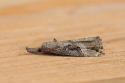 Hypena rostralis - Hopsnuituil